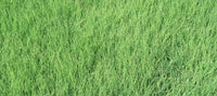 'UC Verde' Buffalo Grass California Lawn Alternatives