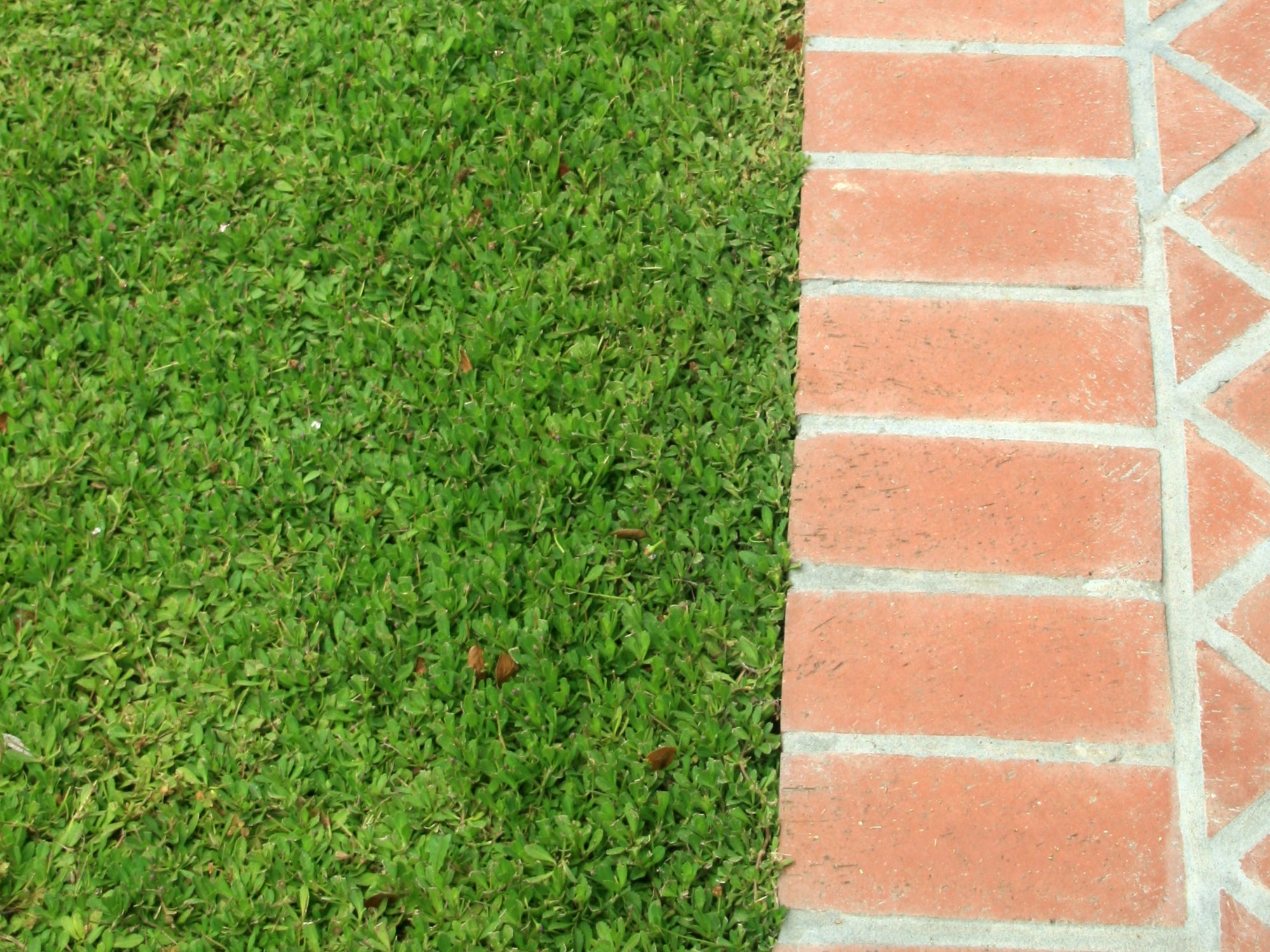 'Kurapia® New White' Plugs - 72 Ct.