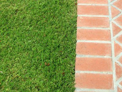 'Kurapia® New White' Plugs - 72 Ct.