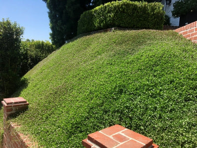 'Kurapia® New White' Plugs - 72 Ct.