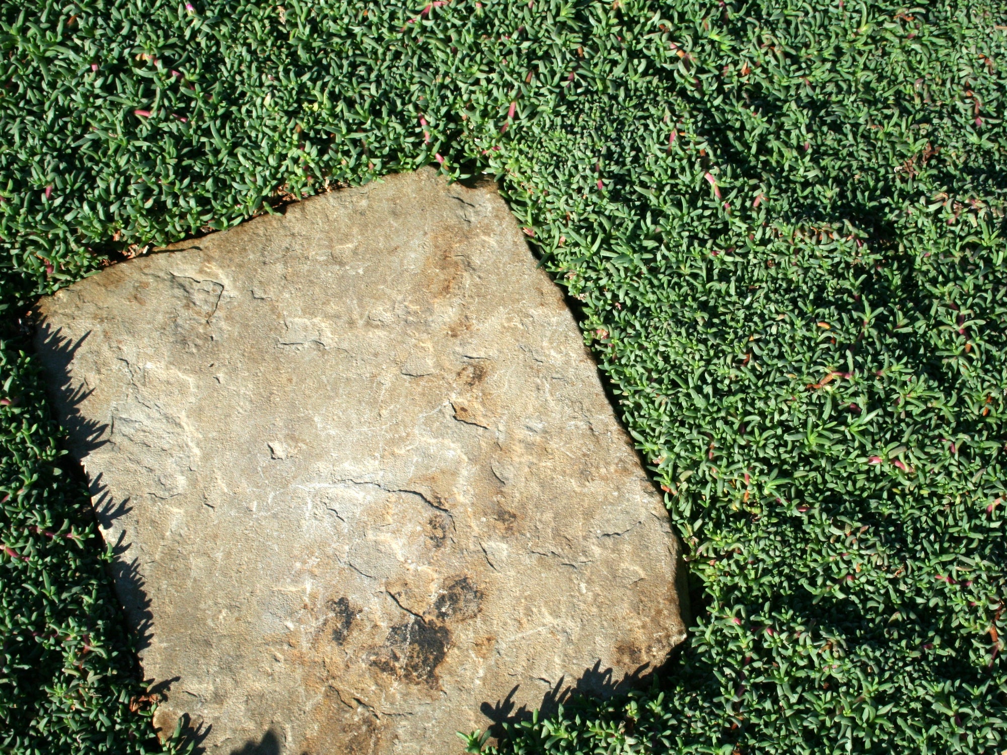 succulent grass replacement Dwarf Carpet of Stars Plugs | Ruschia Nana Lawn Alternative