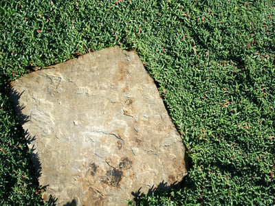 Ruschia 'Nana' Plugs - 72 Ct.