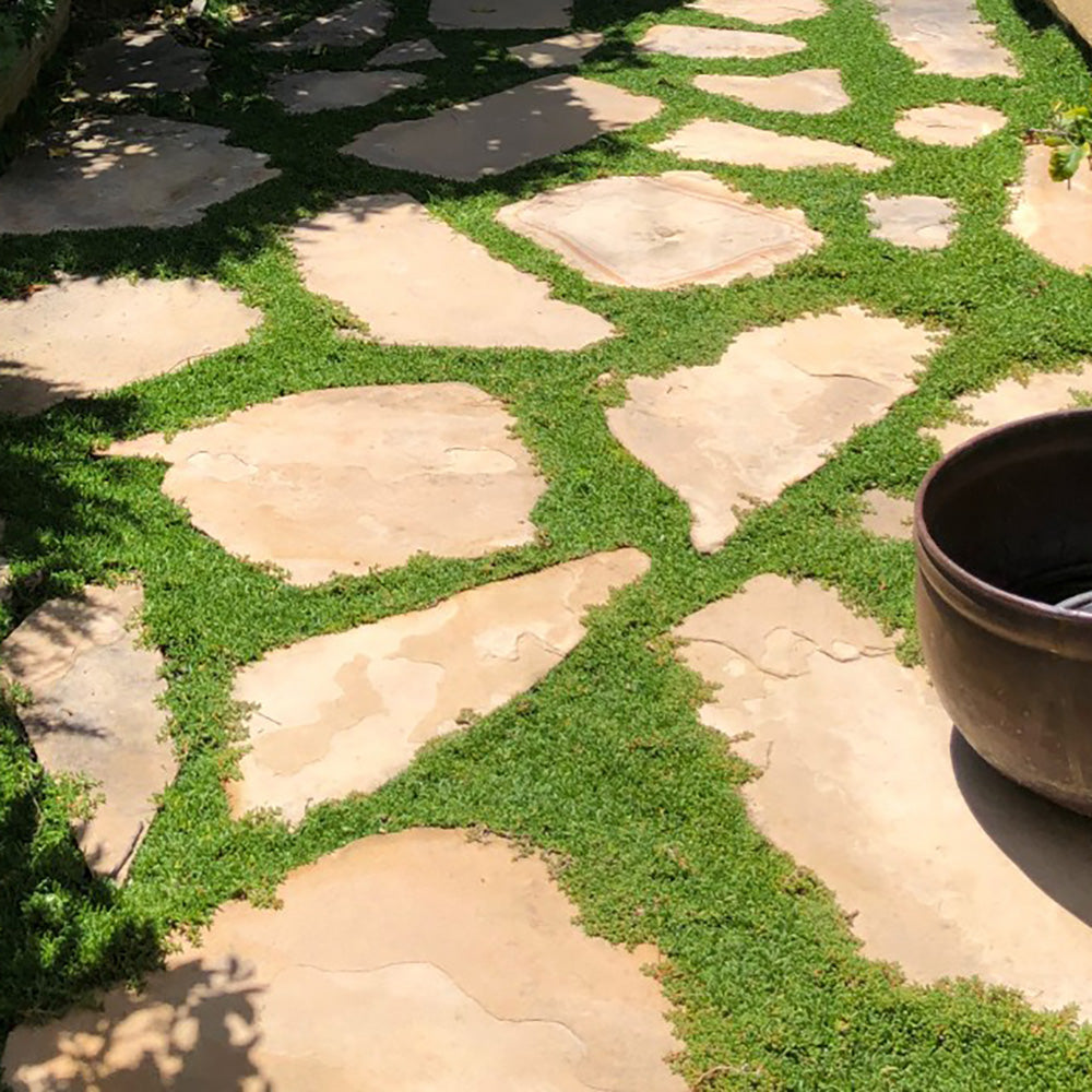 Ruschia 'Nana' Plugs - 72 Ct.