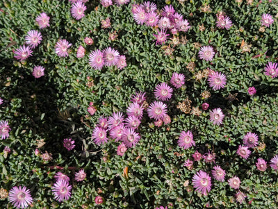 Ruschia 'Nana' Plugs - 72 Ct.