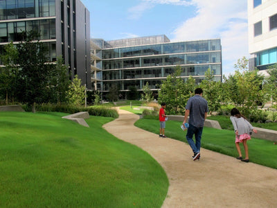 UC Verde Buffalograss Plugs - 128 Ct.