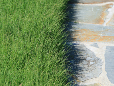 UC Verde Buffalograss Plugs - 128 Ct.