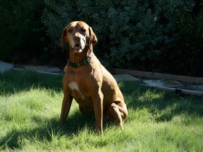 UC Verde Buffalograss Plugs - 128 Ct.