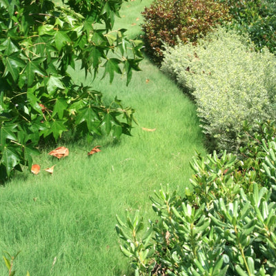 'UC Verde' Buffalo Grass as Pathway California Lawn Alternatives