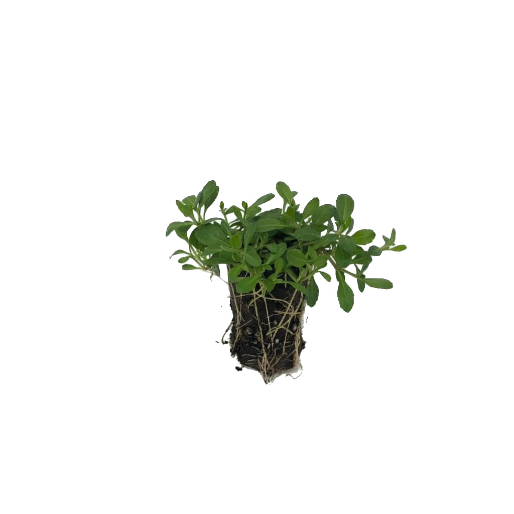 Kurapia Ground Cover | Kurapia Plugs | California Lawn Alternatives