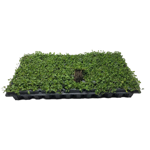 Kurapia Ground Cover | Kurapia Plugs | California Lawn Alternatives