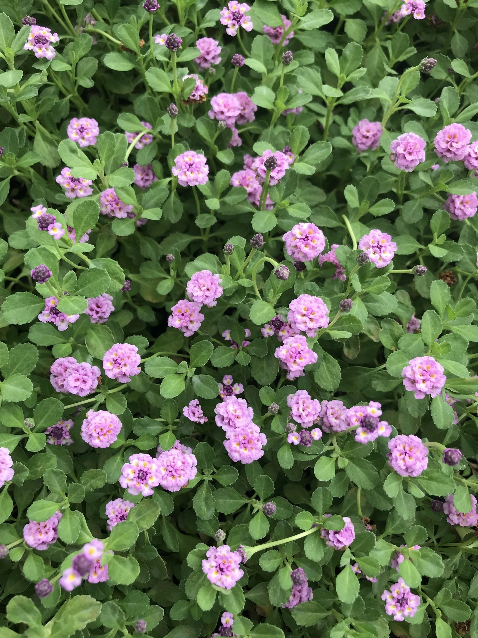 Kurapia Ground Cover | Kurapia Plugs | California Lawn Alternatives