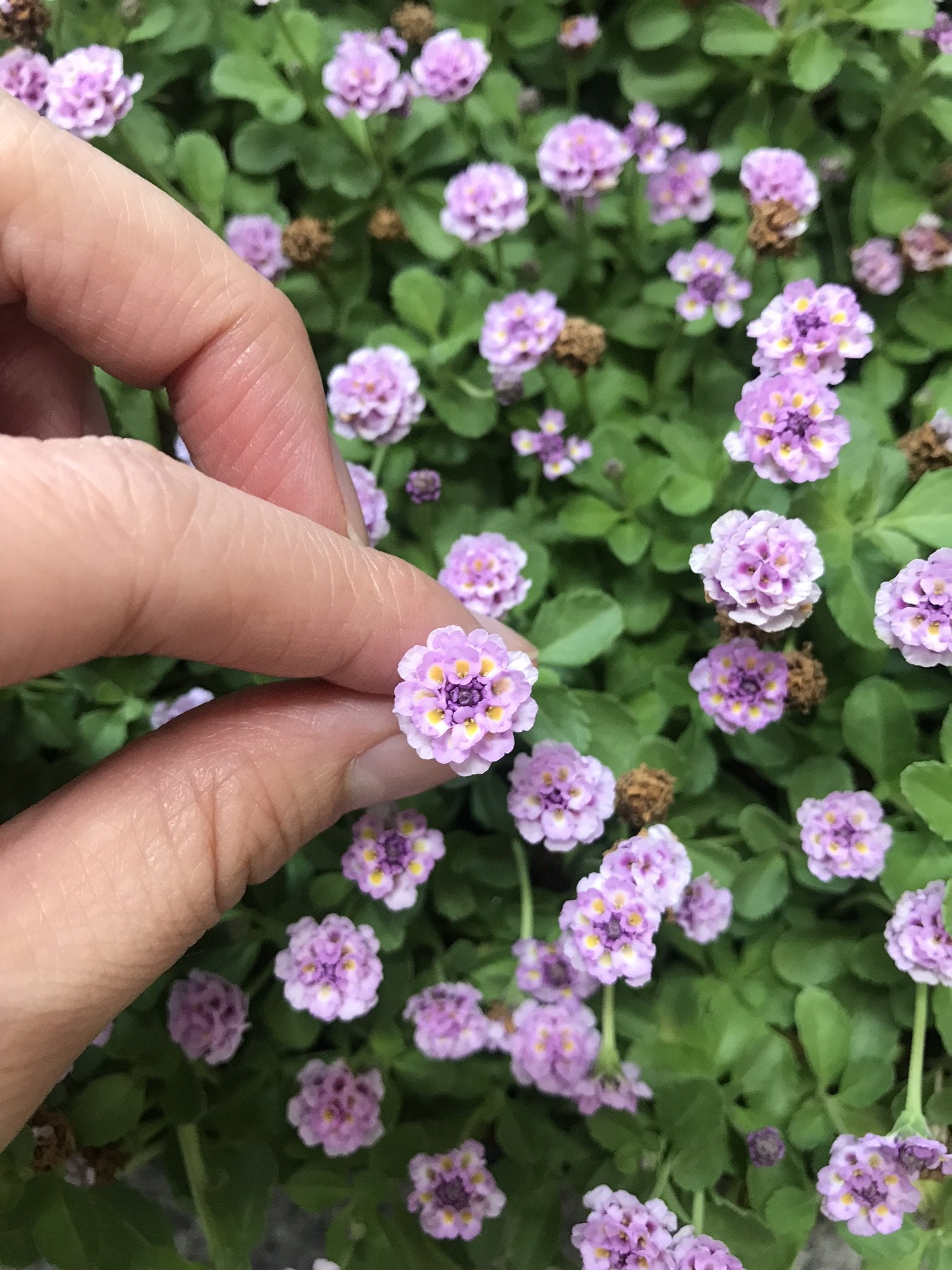 Kurapia Ground Cover | Kurapia Plugs | California Lawn Alternatives