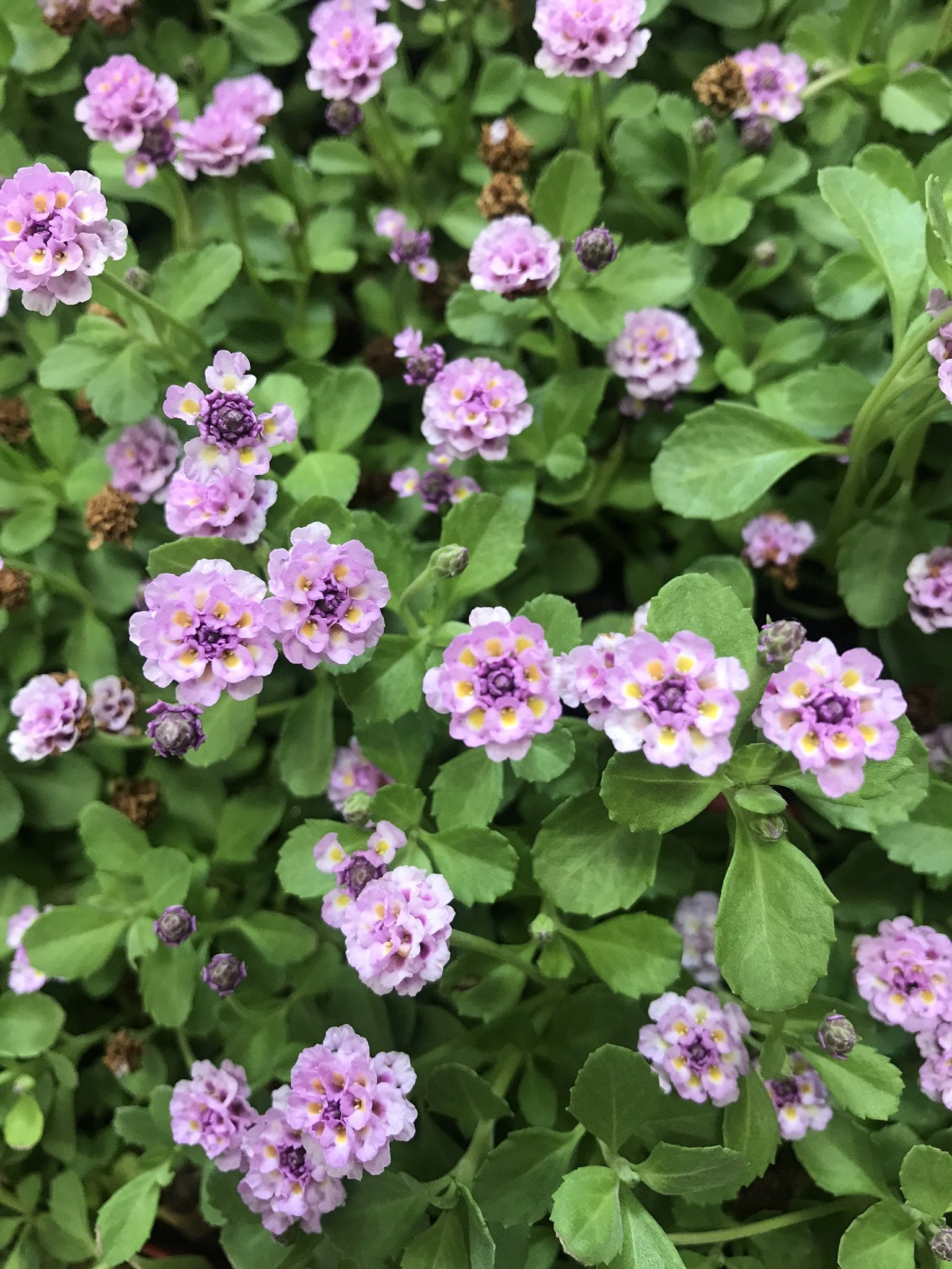 Kurapia Ground Cover | Kurapia Plugs | California Lawn Alternatives
