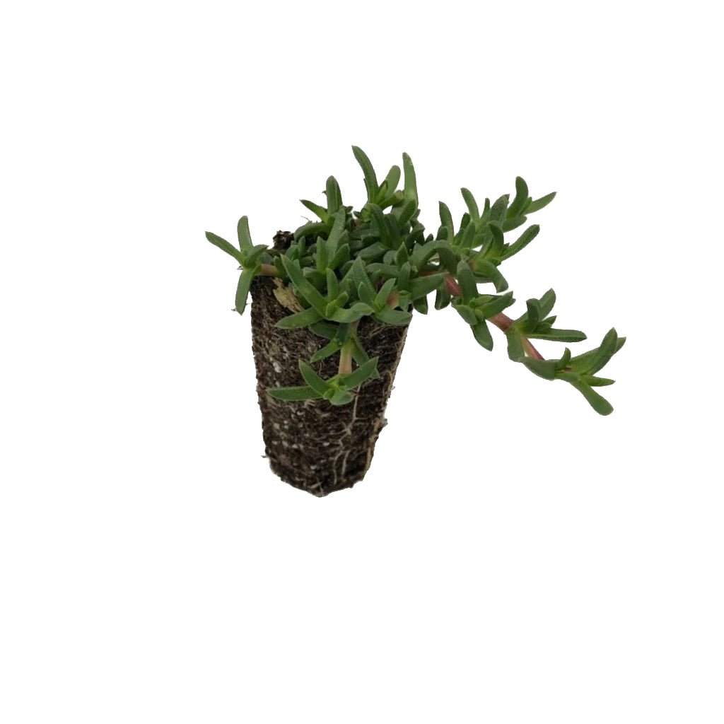 succulent plug plants Dwarf Carpet of Stars Plugs | Ruschia Nana Lawn Alternative
