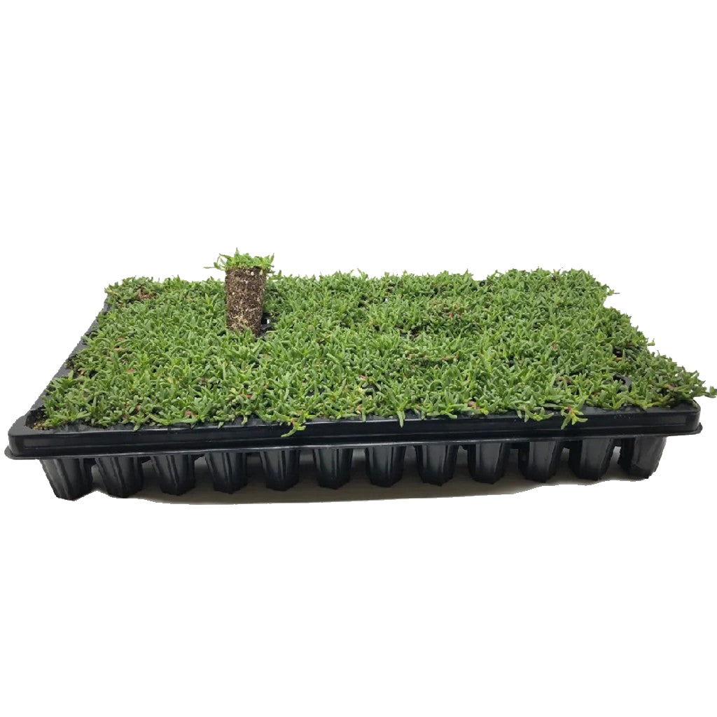 Dwarf Carpet Of Stars Plugs Ruschia Nana Lawn Alternative dwarf-carpet-of-stars-plugs-ruschia-nana-lawn-alternative