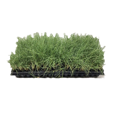UC Verde Buffalo Grass | Grass Plugs | California Lawn Alternatives